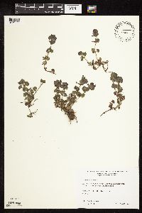 Glechoma hederacea image