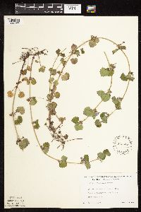 Glechoma hederacea image