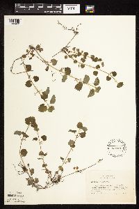 Glechoma hederacea image