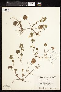 thumbnail image of current specimen