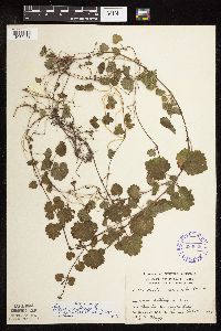 Glechoma hederacea image