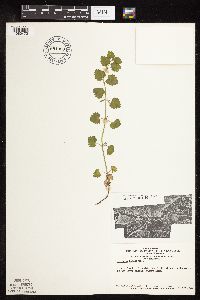 Glechoma hederacea image