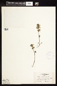 Glechoma hederacea image