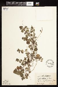 thumbnail image of current specimen