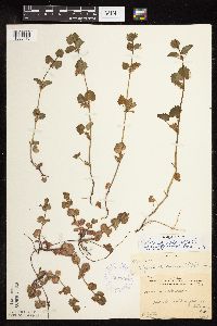 thumbnail image of current specimen