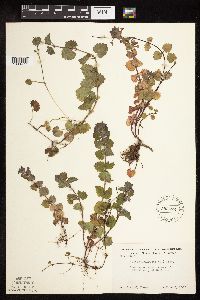 Glechoma hederacea image