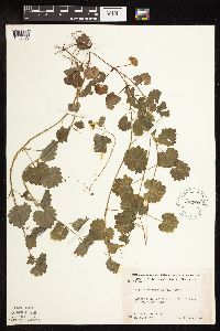 Thumbnail image of current specimen
