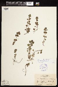 Glechoma hederacea image