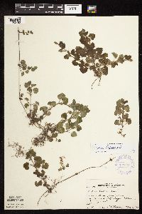 Glechoma hederacea image