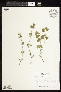 Glechoma hederacea image