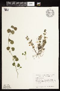 thumbnail image of current specimen