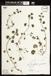 Glechoma hederacea image