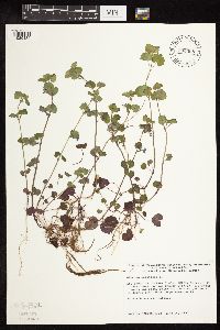 Glechoma hederacea image