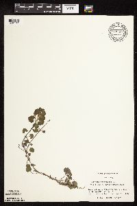 Glechoma hederacea image