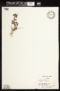 Glechoma hederacea image