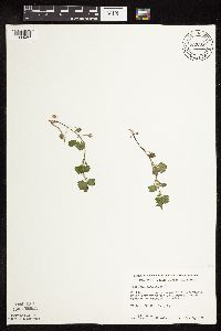 thumbnail image of current specimen