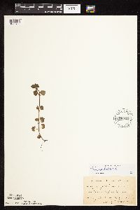 thumbnail image of current specimen