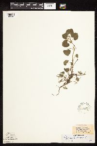 thumbnail image of current specimen