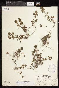 thumbnail image of current specimen