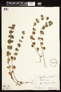 Glechoma hederacea image