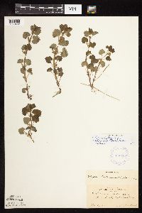 Glechoma hederacea image