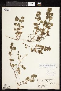 Glechoma hederacea image