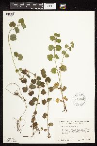 Glechoma hederacea image