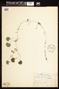 Glechoma hederacea image