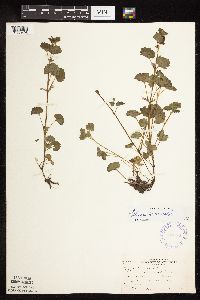 thumbnail image of current specimen