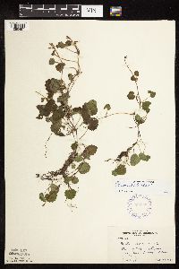 Glechoma hederacea image