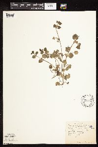 thumbnail image of current specimen