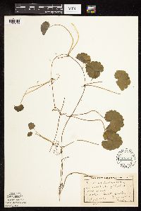 Glechoma hederacea image