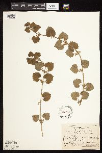Glechoma hederacea image