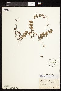 thumbnail image of current specimen