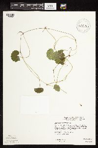 Glechoma hederacea image