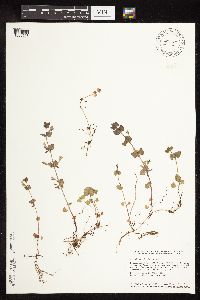 Image of Glechoma hederacea