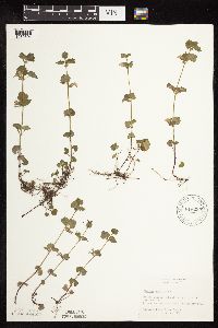 Glechoma hederacea image