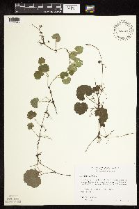 Glechoma hederacea image