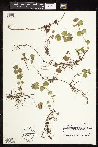 Glechoma hederacea image