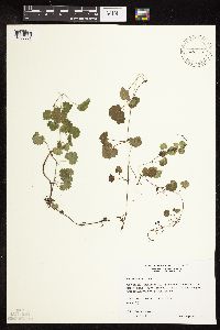 Glechoma hederacea image