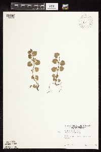 Glechoma hederacea image