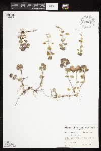 thumbnail image of current specimen