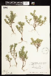 thumbnail image of current specimen