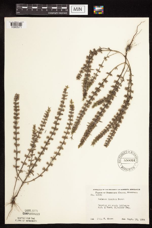 Hedeoma hispida image