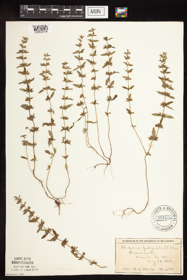 Hedeoma pulegioides image