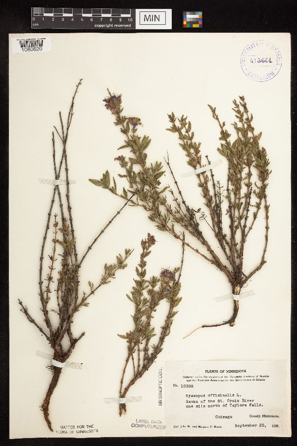 Hyssopus officinalis image