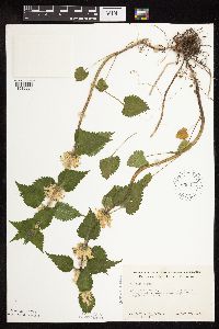 Lamium album image