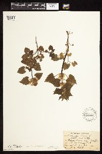 Lamium album image