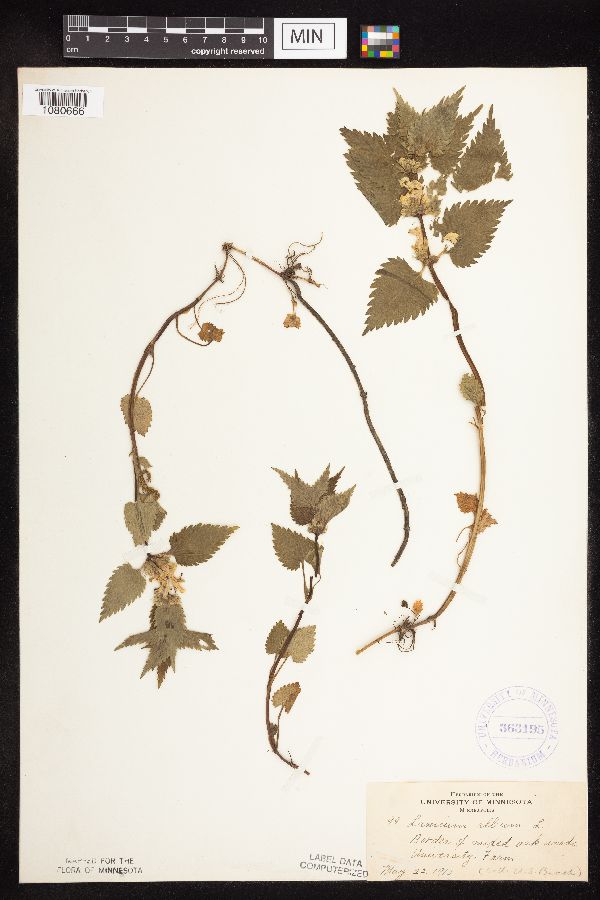 Lamium album image