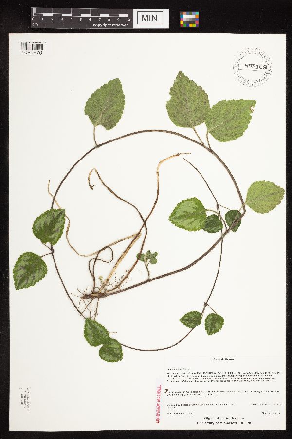 Lamium maculatum image